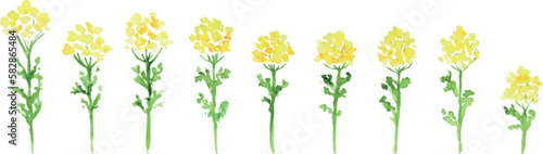水彩画。水彩タッチの菜の花ベクターイラスト。春の菜の花リアルタッチ挿絵フレーム。Watercolor painting. Watercolor touch rape blossoms vector illustration. Spring rape blossoms realistic touch illustration frame.