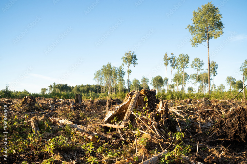 Obraz premium A summery mixed boreal forest after clear-cut in Estonia, Northern Europe