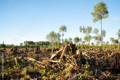 A summery mixed boreal forest after clear-cut in Estonia, Northern Europe