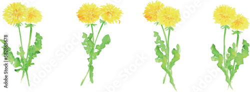 水彩画。水彩タッチのタンポポのベクターイラスト。水彩画のタンポポリアルタッチ挿絵。Watercolor painting. Watercolor touch dandelion vector illustration. Watercolor dandelion realistic touch illustration.