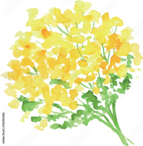 水彩画。水彩タッチの菜の花ベクターイラスト。春の菜の花リアルタッチ挿絵フレーム。Watercolor painting. Watercolor touch rape blossoms vector illustration. Spring rape blossoms realistic touch illustration frame.