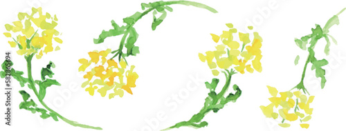 水彩画。水彩タッチの菜の花ベクターイラスト。春の菜の花リアルタッチ挿絵フレーム。Watercolor painting. Watercolor touch rape blossoms vector illustration. Spring rape blossoms realistic touch illustration frame.