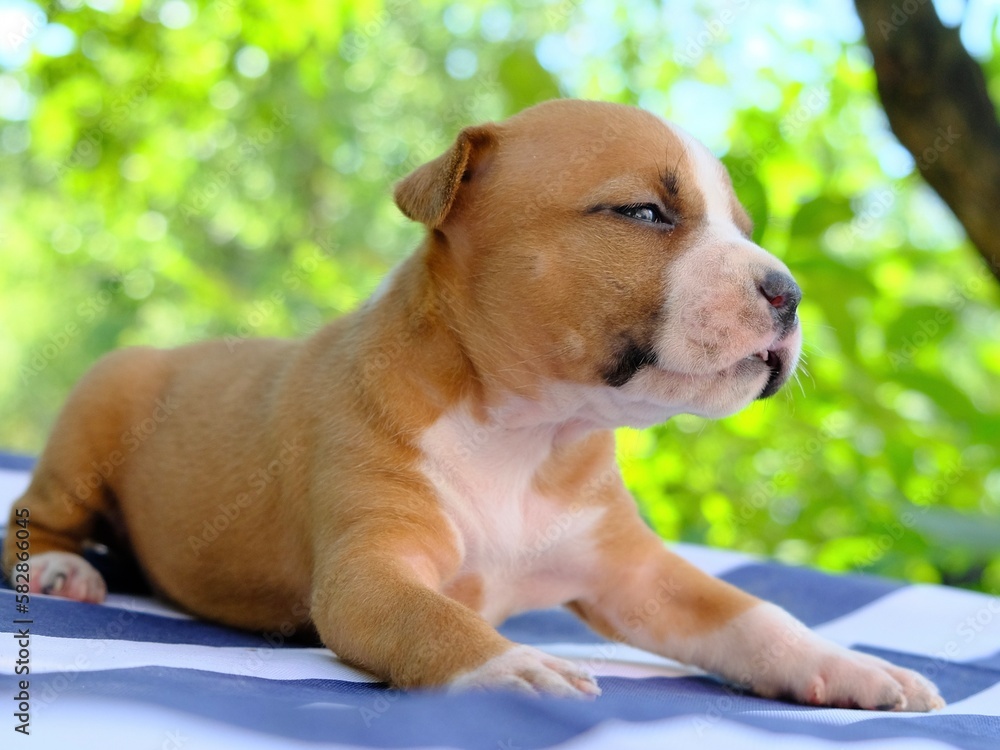 pensive puppy