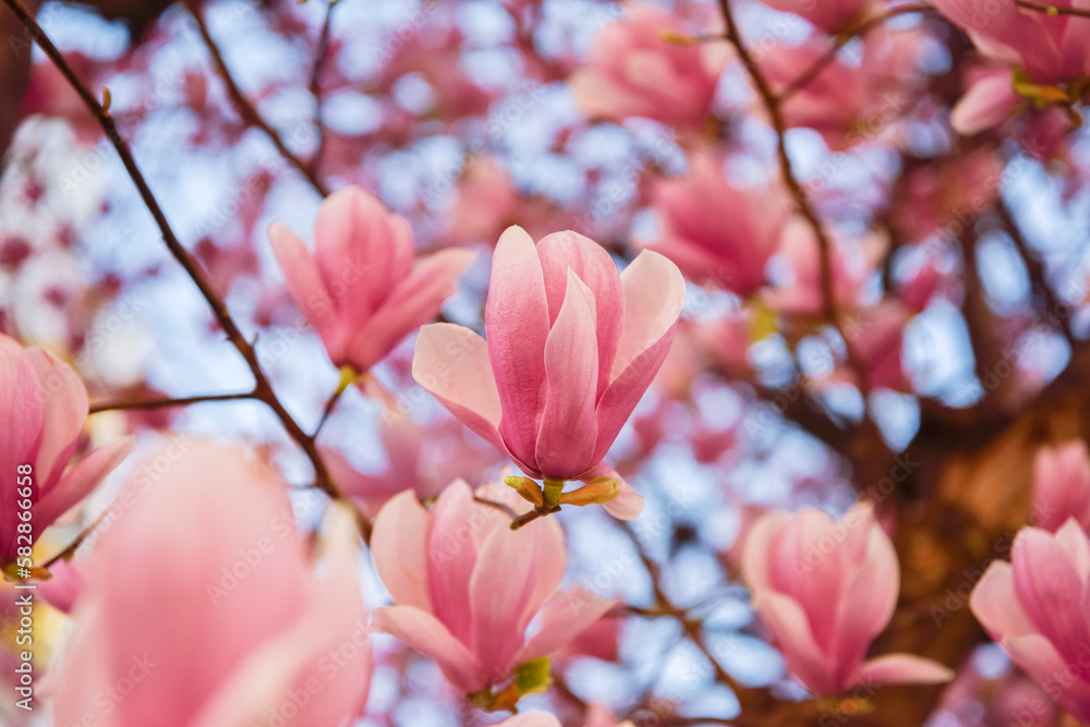 Fototapeta premium シモクレン(紫木蓮) 