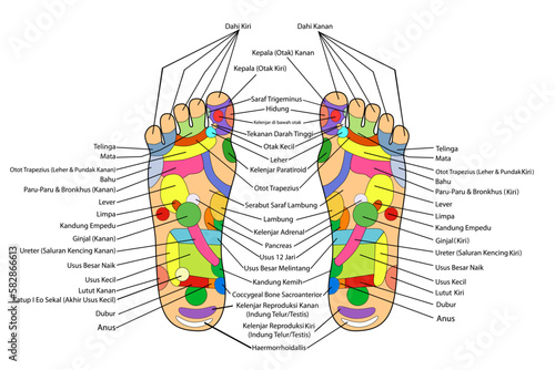 simple vector acupuncture, traditional alternative heal, left and right foot and indonesia description