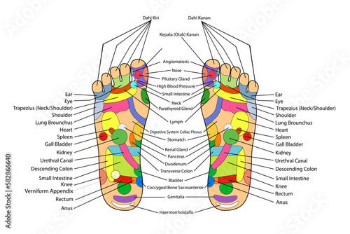 simple vector acupuncture, traditional alternative heal, left and right foot and english description