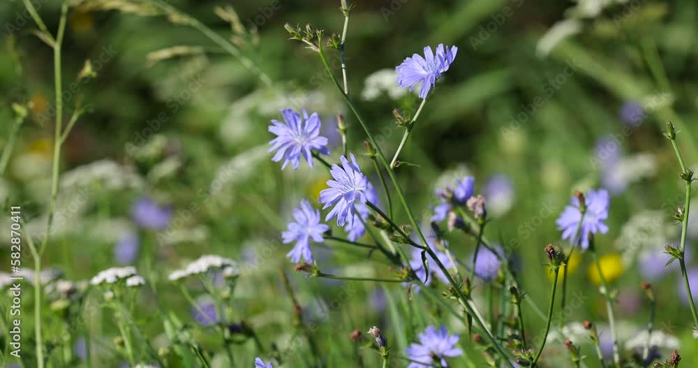 Different wild flowers growing in the summer with green grass Different wild flowers growing in the summer with green grass