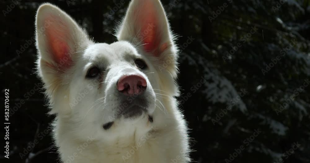 close-up of the head of a white sheepdog funny catching snow. the dog kicks and catches the snow close-up of the head of a white sheepdog funny catching snow. the dog kicks and catches the snow