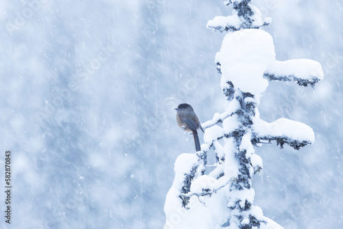 A small Siberian jay perched on an old tree during a blizzard in Valtavaara near Kuusamo, Northern Finland	 photo