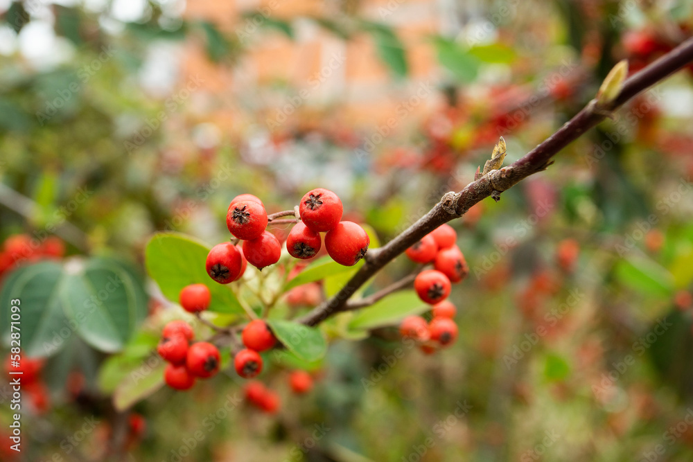 Pyracantha fortuneana - Chinese pyracanthus, small shrub, recognizable by its deep red, very decorative fruits Pyracantha fortuneana - Chinese pyracanthus, small shrub, recognizable by its deep red, very decorative fruits