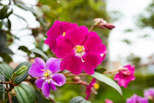 Flower of may or siete cueros is a medium-sized ornamental tree - tibouchina lepidota