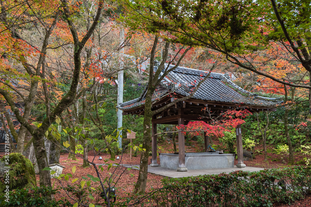 日本　京都府京都市にある永観堂禅林寺の龍吐水と紅葉