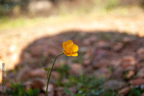 Ranunculus bulbosus or hairy grass is a weed in the family Ranunculaceae, native to all of Europe where it grows in dry meadows, lawns, and hayfields. photo