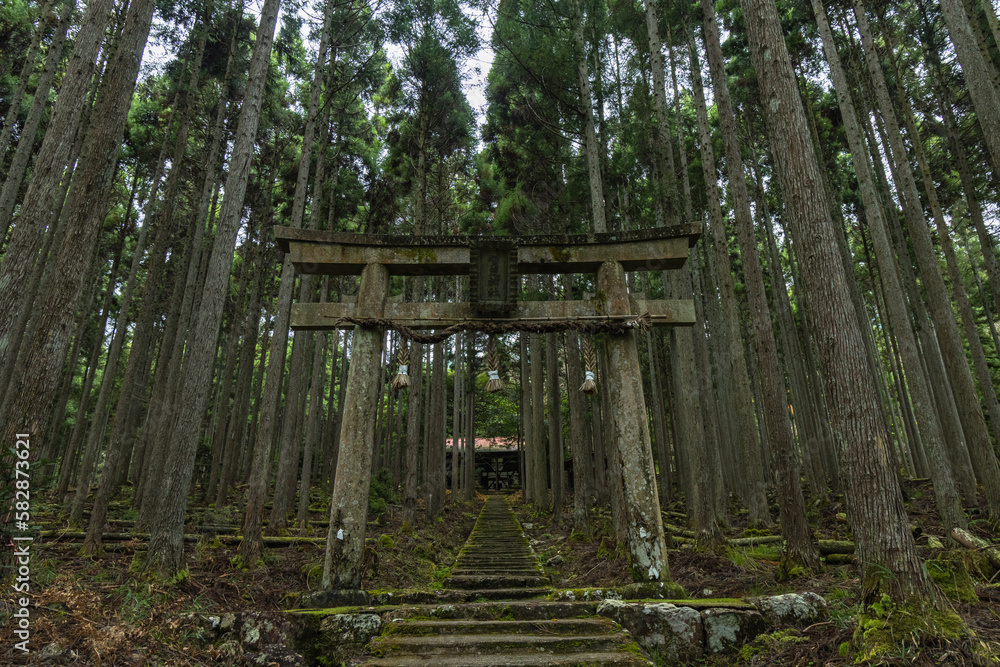 日本 京都府京都市右京区の森の中にある杉の木に囲まれた賀茂神社の鳥居 日本 京都府京都市右京区の森の中にある杉の木に囲まれた賀茂神社の鳥居