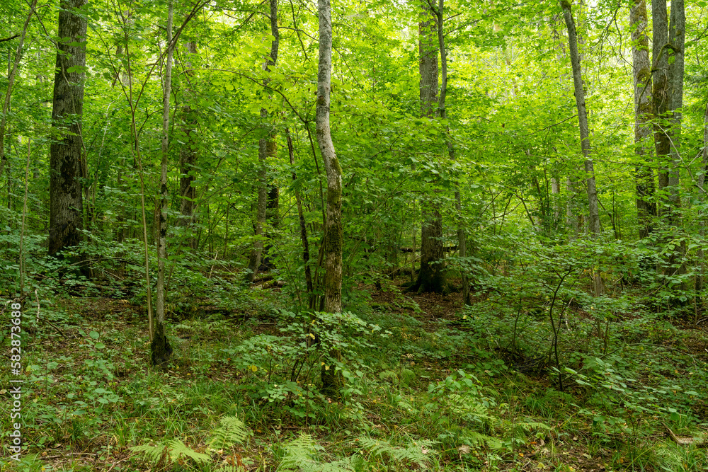 A lush Oak forest on a summer day in Northern Latvia, Europe A lush Oak forest on a summer day in Northern Latvia, Europe