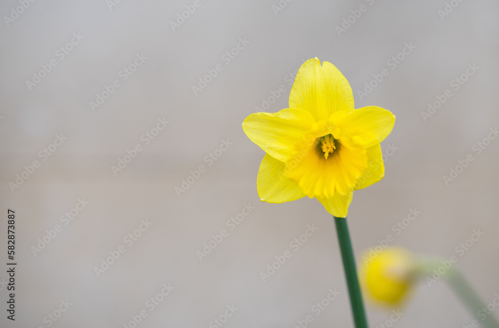 Fototapeta premium yellow daffodils in spring