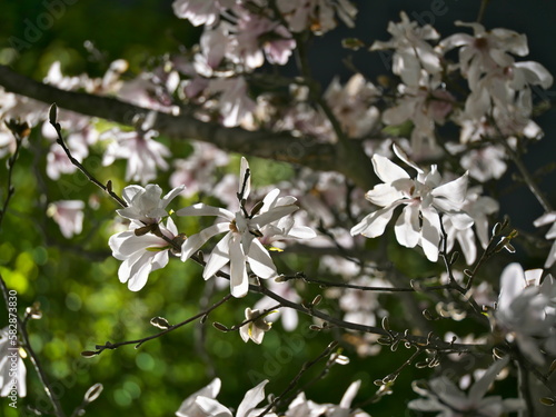 Tokyo, Japan - March 17, 2023: Closeup of Magnolia kobus or Kobushi magnolia flowers in the spring night 