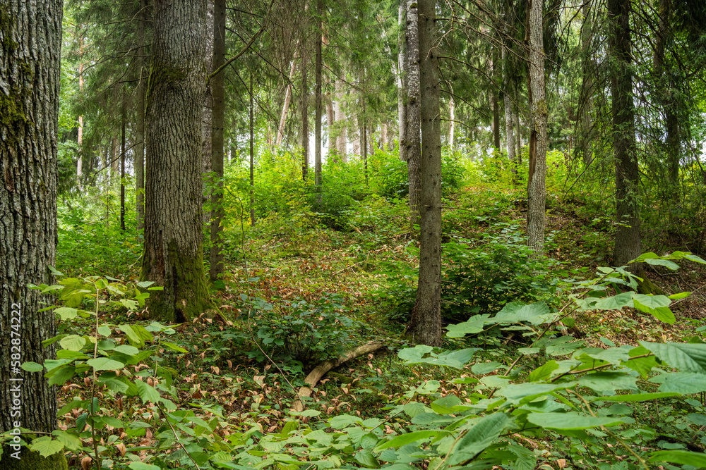 A managed mixed boreal forest with large hardwood trees in summery Latvia, Europe A managed mixed boreal forest with large hardwood trees in summery Latvia, Europe