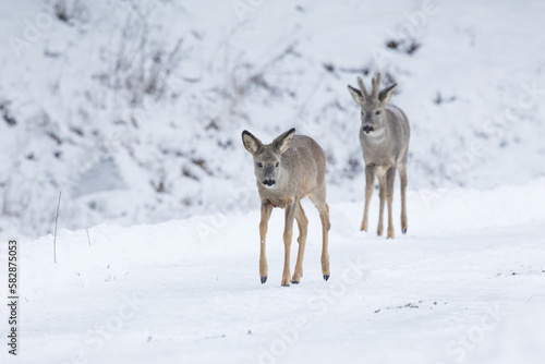 Two Roe deers walking on a snowy path on a late winter day in rural Estonia  Northern Europe