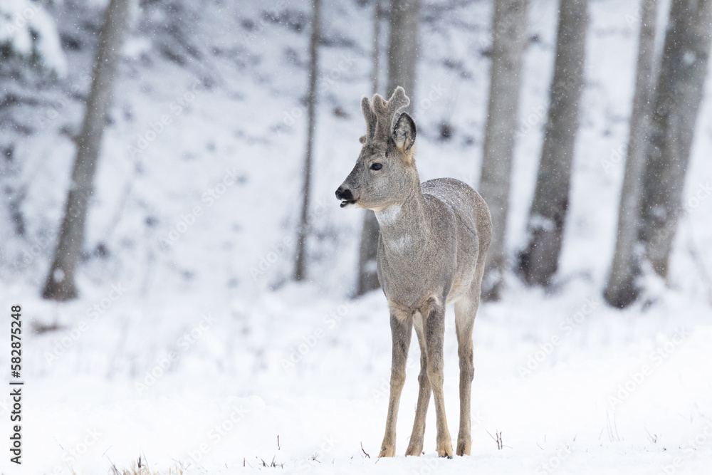 Roe deer buck with antlers covered with fur standing on road and eating. Shot on a winter day in Estonia, Northern Europe Roe deer buck with antlers covered with fur standing on road and eating. Shot on a winter day in Estonia, Northern Europe