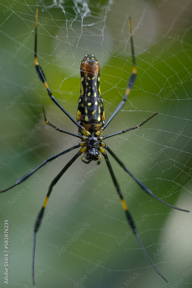 Nephilinae is a subfamily of spiders in the family Araneidae Nephilinae is a subfamily of spiders in the family Araneidae