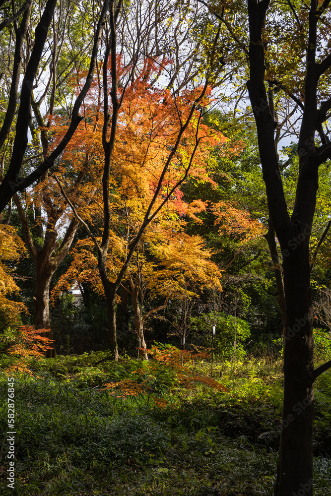 日本 京都府京都市にある下鴨神社の参道沿いの紅葉 日本 京都府京都市にある下鴨神社の参道沿いの紅葉