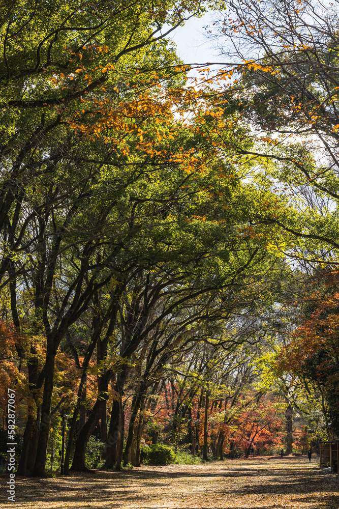 日本　京都府京都市にある下鴨神社近くの糺の森の紅葉