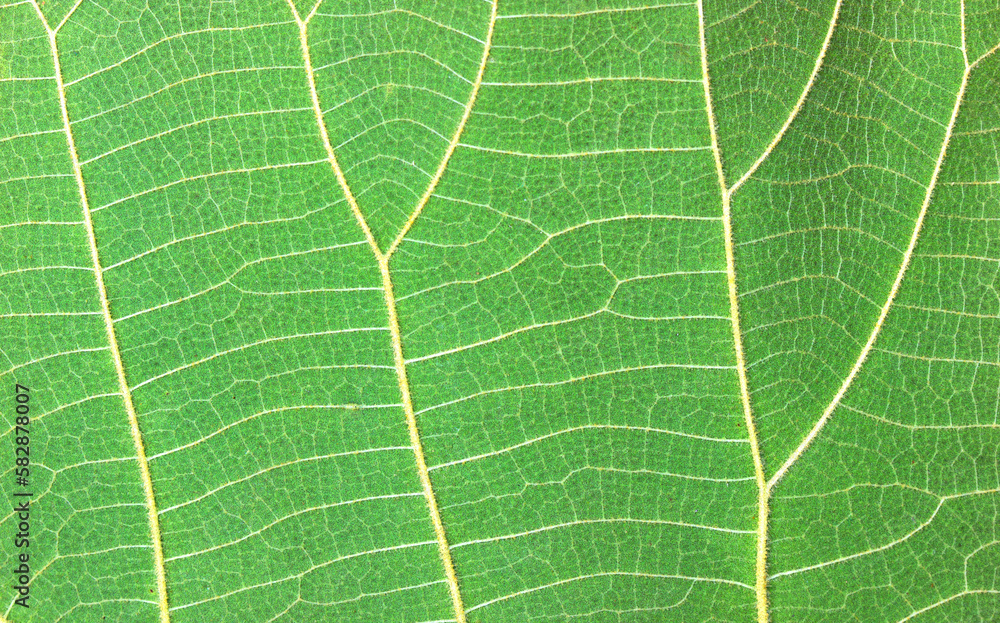 the green leaf is macro the green leaf is macro
