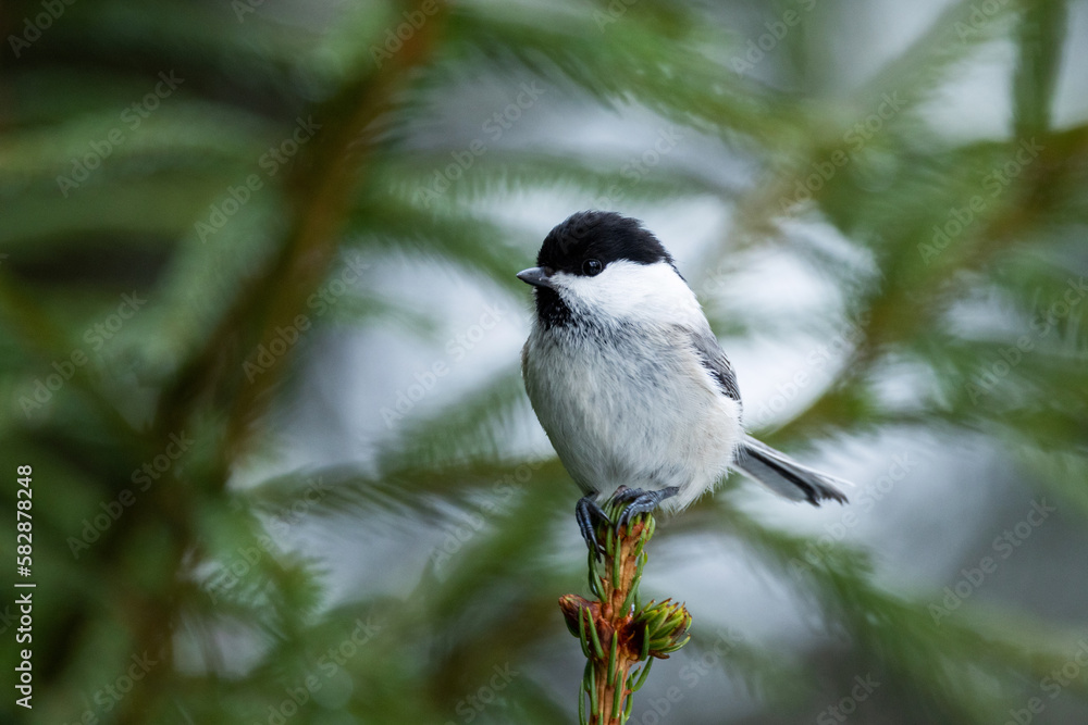 Obraz premium Closeup of a Willow tit standing on top of a small Spruce tree in a boreal forest in Estonia, Northern Europe