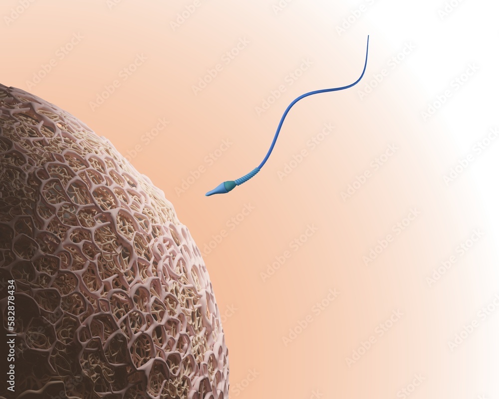 Fertilization. A 3D rendering of a human sperm approaching the zona