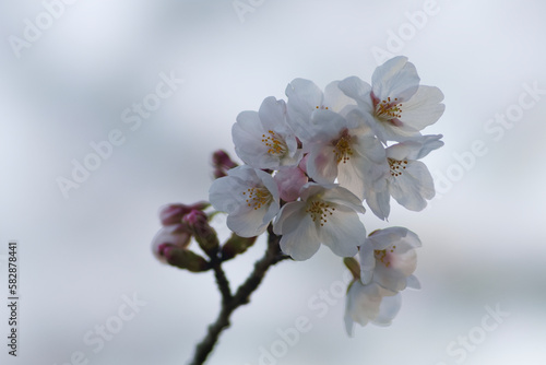 Tokyo  Japan - March 20  2023  Closeup of Sakura blossoms and buds at dawn in Japan 