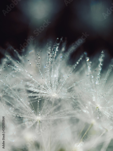fluffy wet dandelion close-up, water drop necklaces, white dandelion with drops on natural gray background, defocus light, bokeh