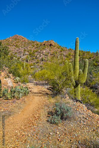 Gould Mine Trail in Saguaro National Park, Tucson Arizona.