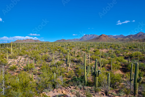 Saguaro Cactues growing in a valley at Saguaro National Park, Tucson Arizona.