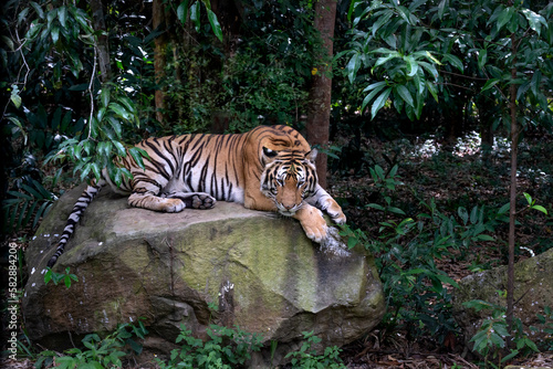 Asian tigers living in Phu Quoc Safari zoo in Phu Quoc island, Kien Giang province, Vietnam