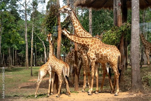 Photography Giraffe in Safari park, Phu Quoc, Vietnam.