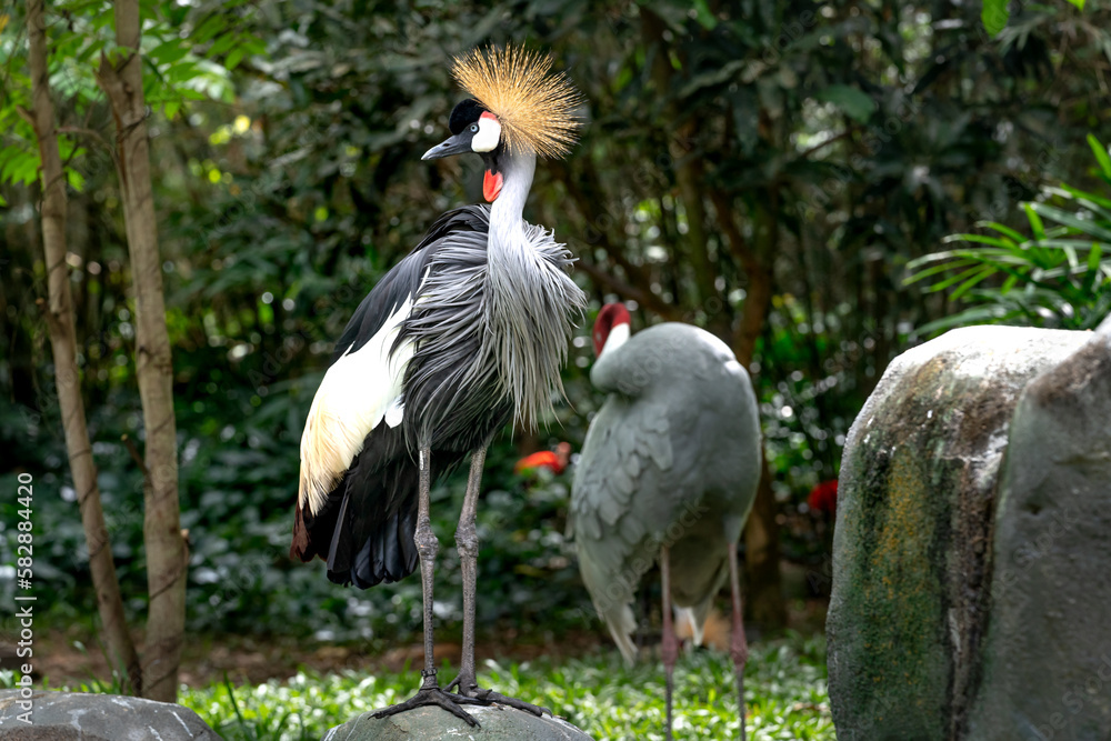 Fototapeta premium Red-crowned crane in the zoo in Phu Quoc, Vietnam