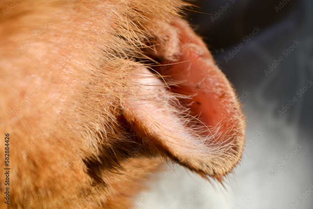 red cat with a wounded ear after a fight with another cat. High quality photo red cat with a wounded ear after a fight with another cat. High quality photo