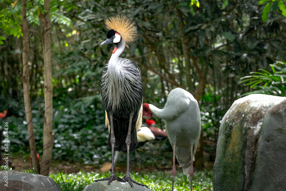 Naklejka premium Red-crowned crane in the zoo in Phu Quoc, Vietnam