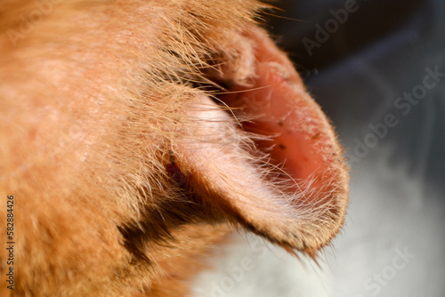 red cat with a wounded ear after a fight with another cat. High quality photo © Luci