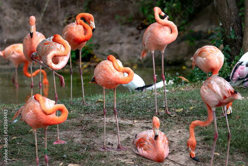 The flamingos in safari park of Phu Quoc island  Kien Giang province  Vietnam