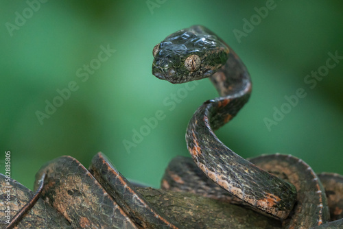 Bengkulu cat snake Boiga bengkuluensis endemic to bengkulu province indonesia on defensive position with bokeh background 