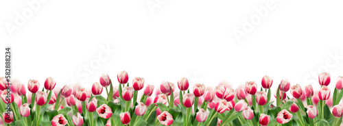 Pink tulips border banner isolated cutout on transparent photo