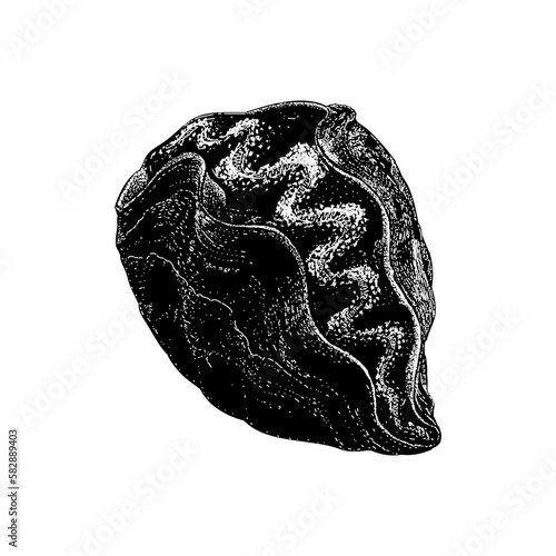 Giant Clam hand drawing vector isolated on background.