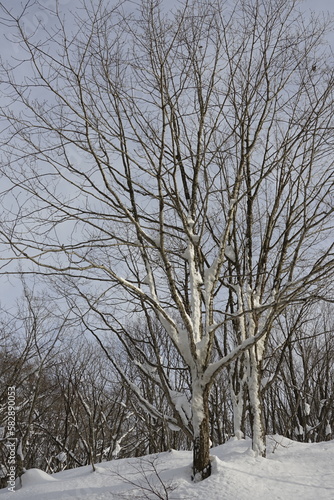 trees in winter