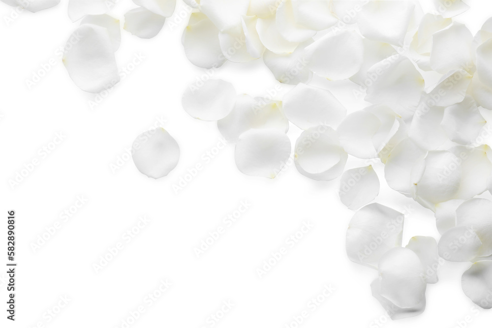Beautiful rose flower petals on white background, top view Beautiful rose flower petals on white background, top view