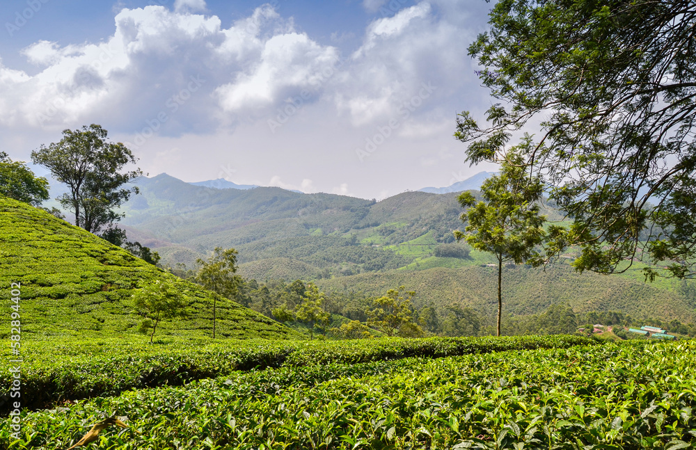 Tea gardens