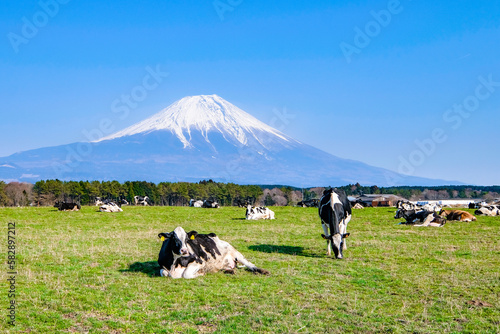 牧場の牛と富士山