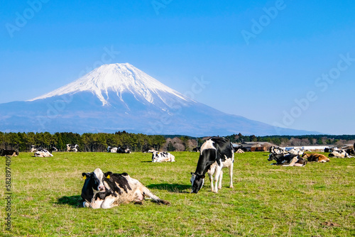 牧場の牛と富士山