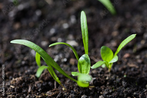 Young spinach seedlings or sprouts in black soil (Selective Focus, Focus on the upper part of the round leaf in the middle of the image)